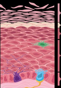 Keratinocyte development through epidermal layers
