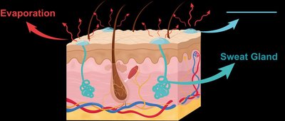 Sweat gland and evaporation in thermoregulation