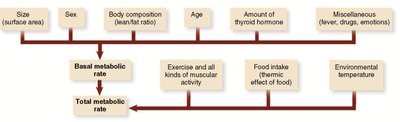 Factors affecting metabolic rate