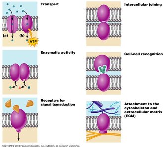 Functions of membrane proteins including transport, enzymatic activity, receptors, intercellular joining, cell-cell recognition, and attachment to cytoskeleton and ECM