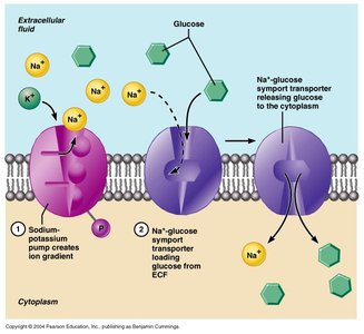 Secondary active transport: sodium-potassium pump and Na+-glucose symporter