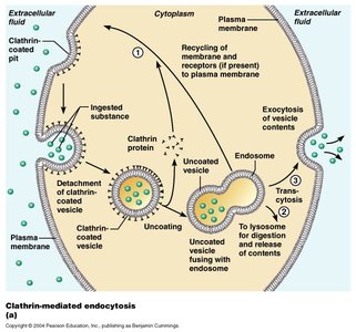 Clathrin-mediated endocytosis: formation and processing of coated vesicles