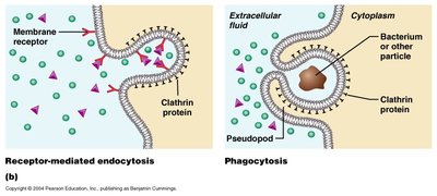 Receptor-mediated endocytosis and phagocytosis