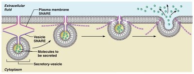 Exocytosis: vesicle fusion and release of contents from the cell