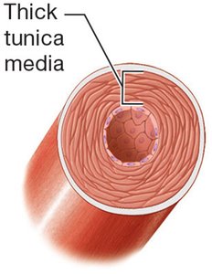 Muscular artery structure