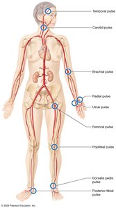 Systemic flow and capillary beds