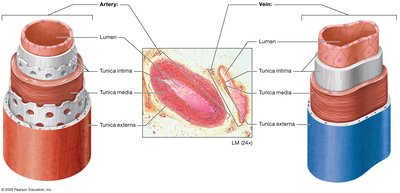 Structure of artery and vein