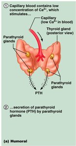 Endocrine System Anatomy & Physiology Study Guide | Notes