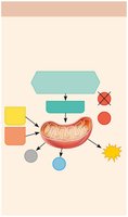 Aerobic pathway for ATP regeneration in muscle activity