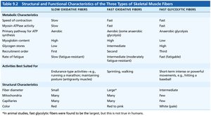 Table of structural and functional characteristics of skeletal muscle fibers