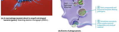 Events of phagocytosis