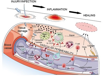 Inflammation process from injury to healing