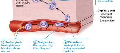 Phagocyte mobilization steps