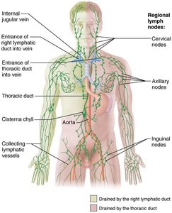 Lymphatic vessel anatomy and regional lymph nodes