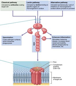 Adaptive immunity overview