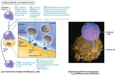 Antibody structure