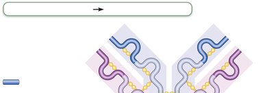 Cytotoxic T cell killing mechanism