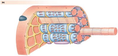 Muscle fiber structure