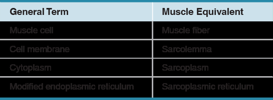 T-tubules and sarcoplasmic reticulum