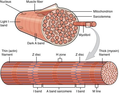 Sarcomere structure