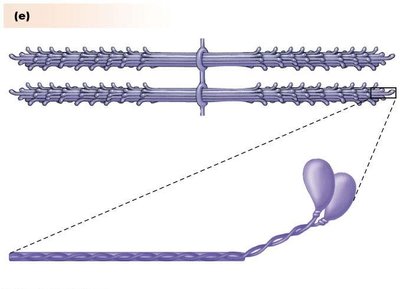 Thick filament (myosin) structure