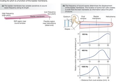 Coding for pitch along the basilar membrane