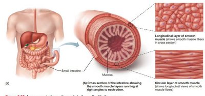 Smooth muscle layers in the intestine