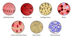Microscopic views of the four tissue types