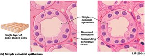 Simple cuboidal epithelium