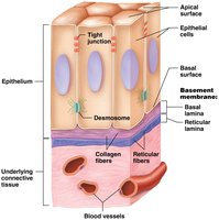 Diagram of epithelial cell structure and basement membrane