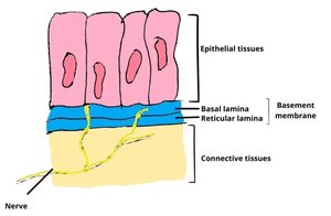 Basement membrane structure under epithelial tissue