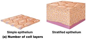 Simple vs. stratified epithelium