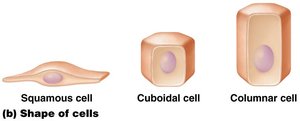 Squamous, cuboidal, and columnar cell shapes