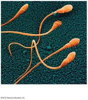 Structure of sperm cell