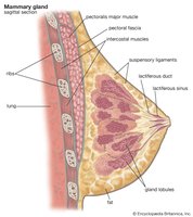 Structure of the mammary gland