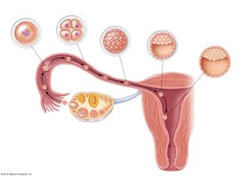 Stages of cleavage and blastocyst formation