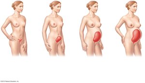 Relative size of the uterus before conception and during pregnancy