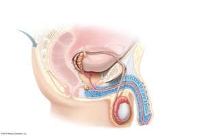 Anatomy of the male reproductive system, sagittal view