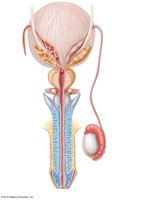 Anatomy of the male reproductive system, frontal view