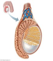 Testicular microanatomy showing seminiferous tubules and associated structures