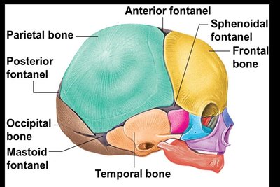 Lateral view of fetal skull showing fontanels