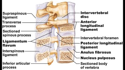 Ligaments and intervertebral discs of the vertebral column