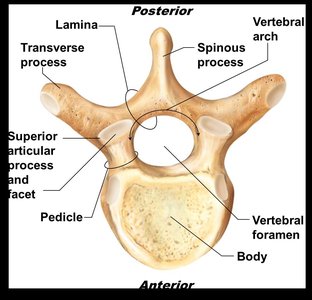Posterior view of a typical vertebra