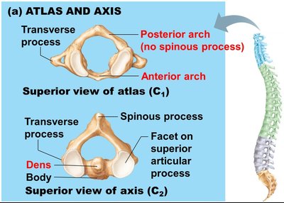 Atlas and axis vertebrae (C1 and C2)