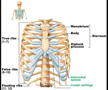 Thoracic cage with labeled ribs and sternum