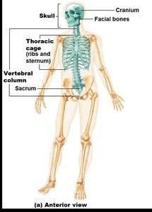 Axial skeleton labeled on human body