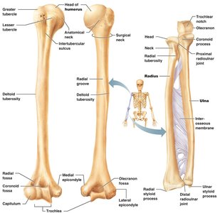 Bones of the hand and wrist