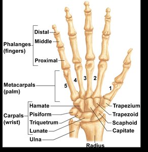 Anterior and posterior views of the right hand
