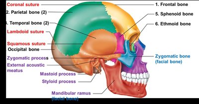 Lateral view of the skull with labeled bones and sutures