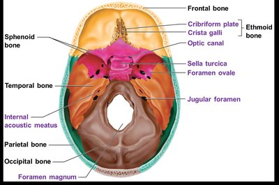 Inferior view of the skull base with labeled foramina and bone features